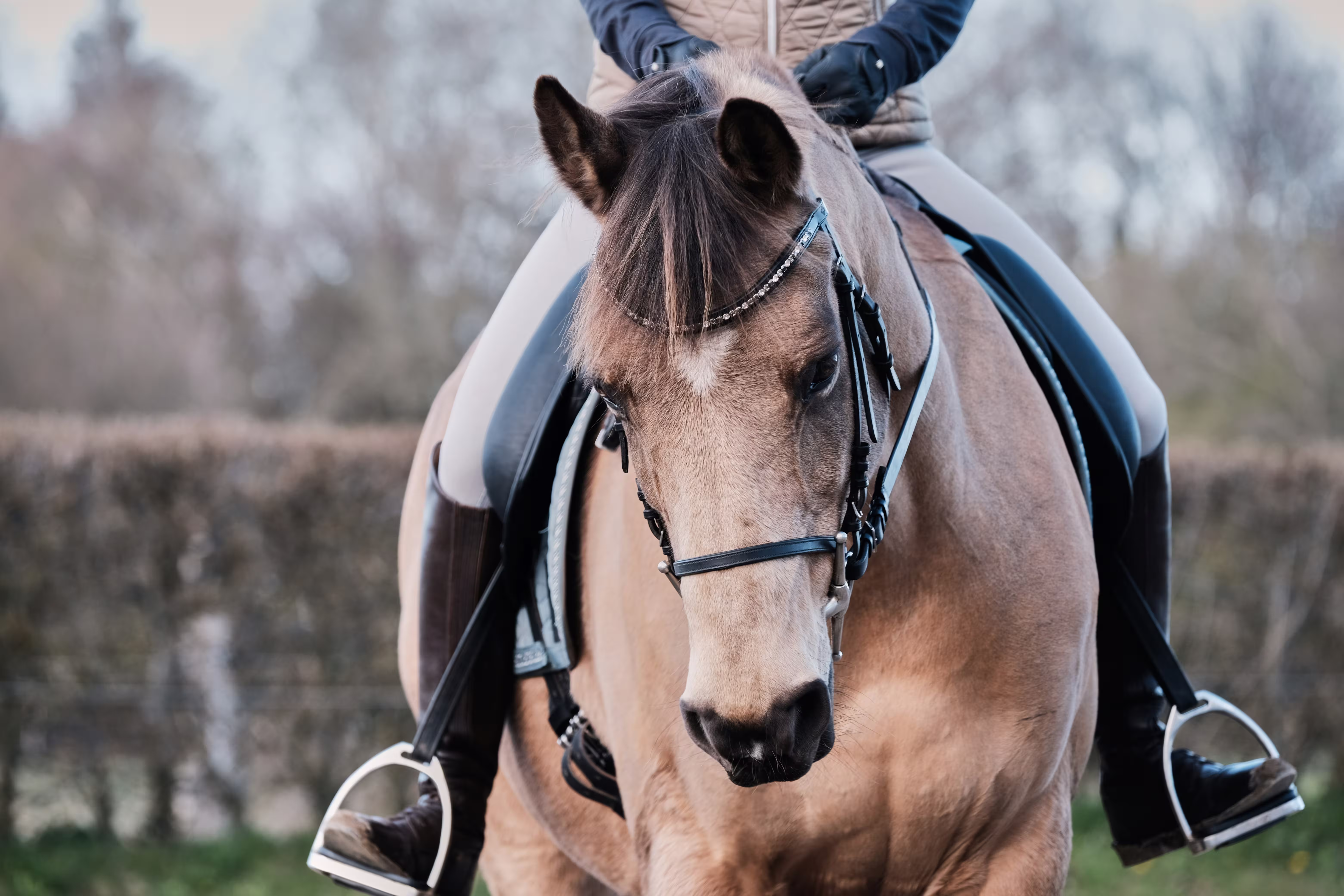 Horse Riding